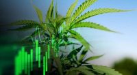 best pot stocks to buy