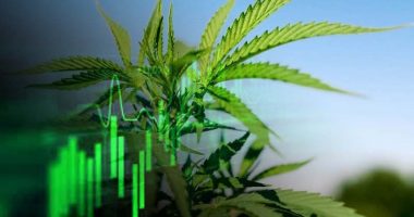 best pot stocks to buy