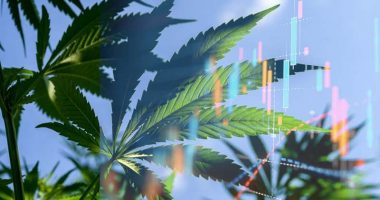 cannabis stocks to buy