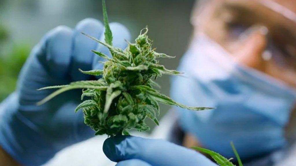 cannabis stocks