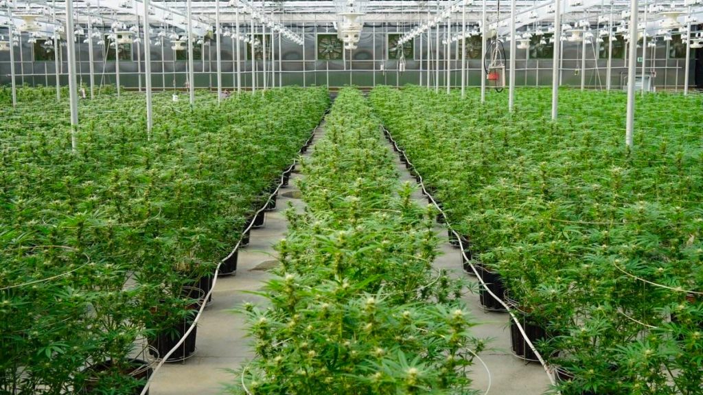 marijuana stocks