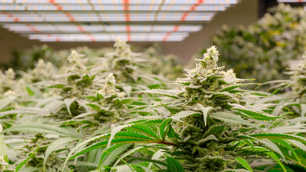 top stocks to buy today (pot stocks)
