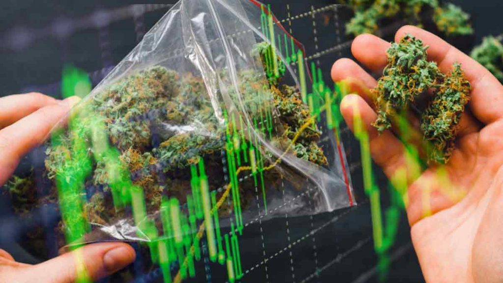 cannabis stocks