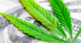 marijuana stocks