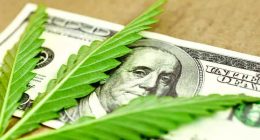 cannabis stocks