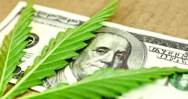 cannabis stocks