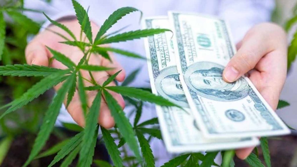 marijuana stocks
