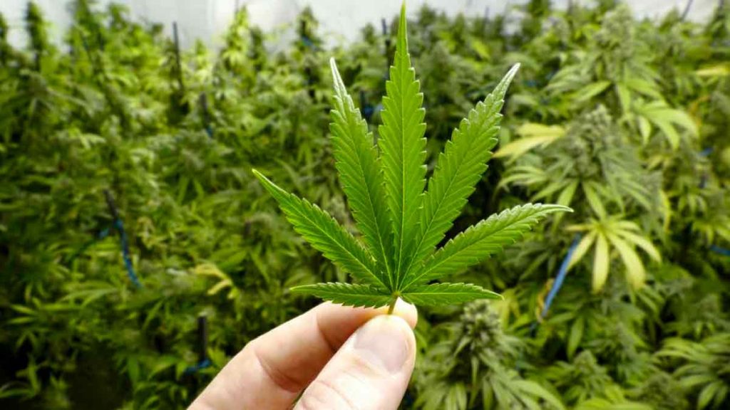 best stocks to buy now (marijuana stocks)