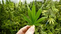 best stocks to buy now (marijuana stocks)