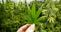 best stocks to buy now (marijuana stocks)