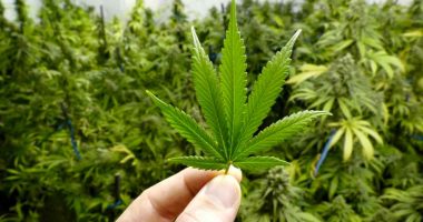 best stocks to buy now (marijuana stocks)