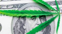 marijuana stocks