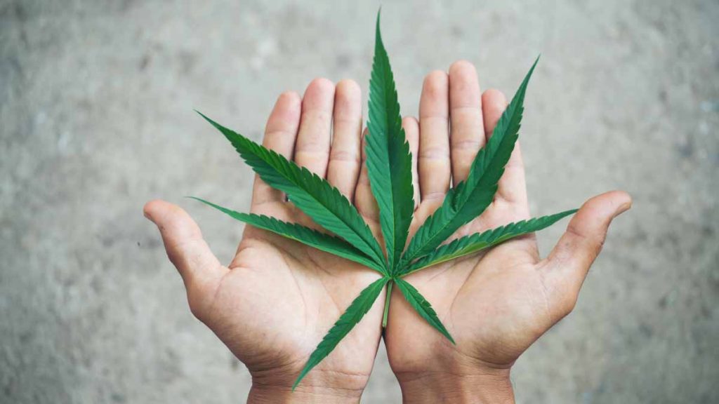 best stocks to invest in right now (cannabis stocks)