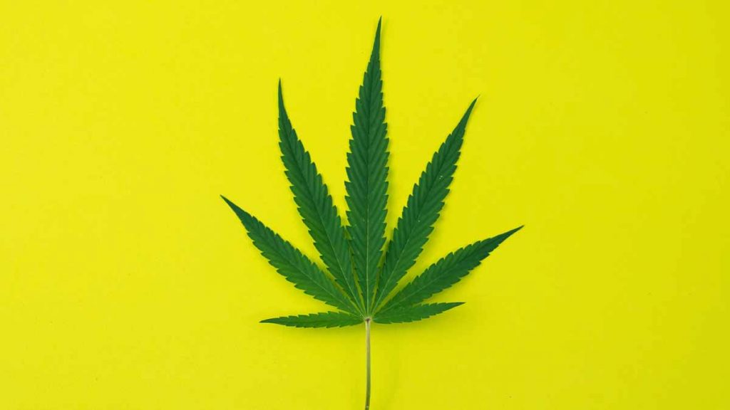cannabis stocks