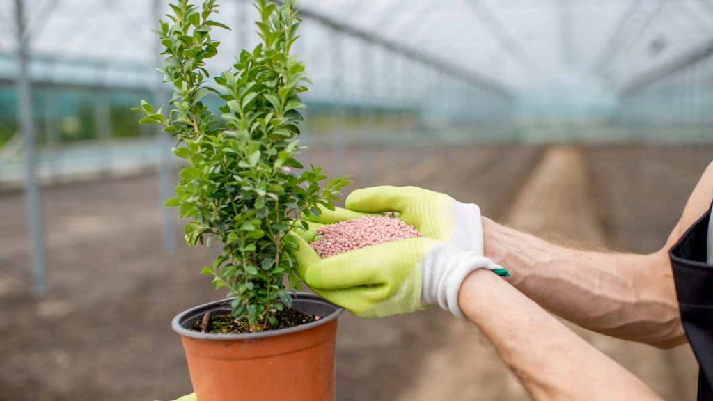 fertilizer stocks