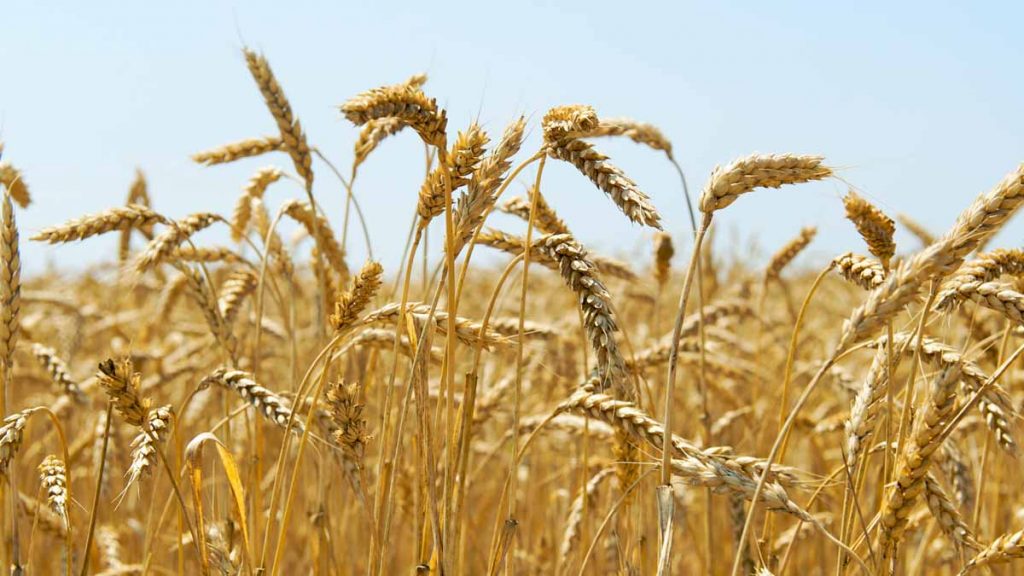 wheat stocks