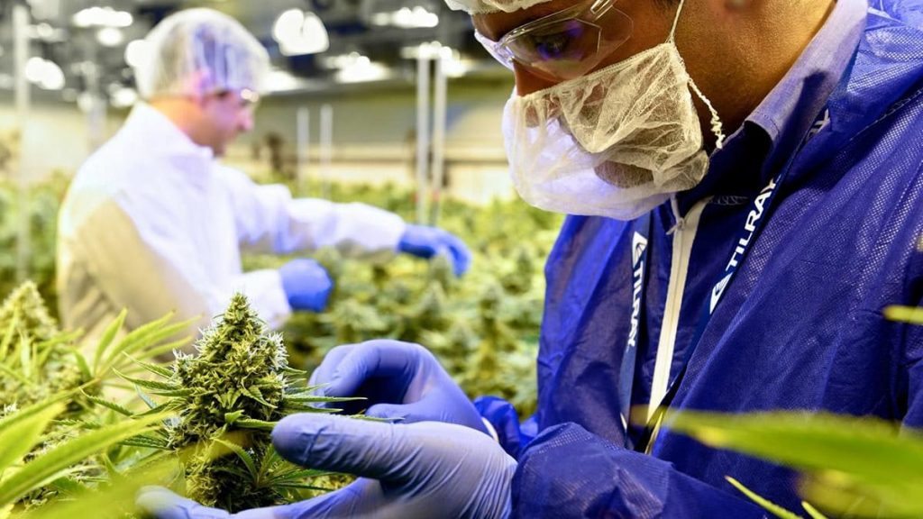 tilray stock