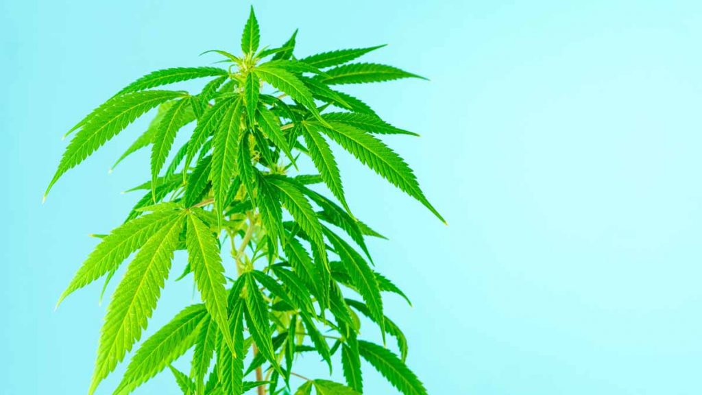 cannabis stocks