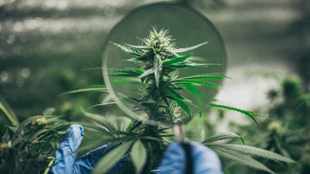 cheap stocks to buy now (marijuana stocks)