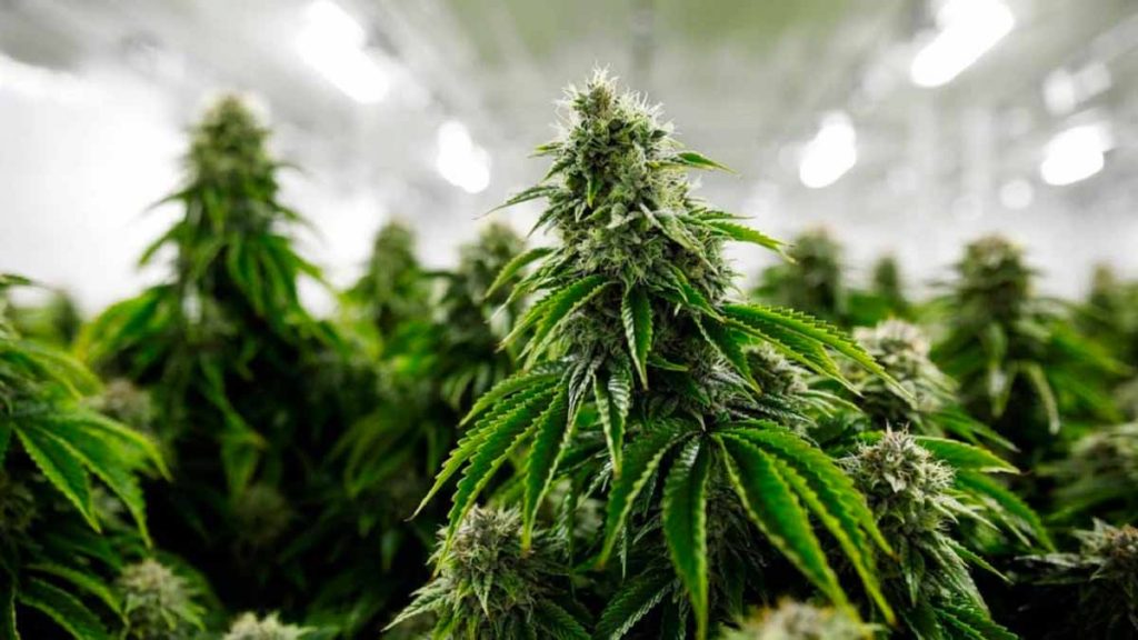 marijuana stocks