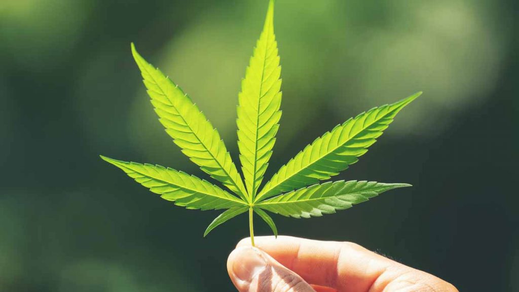 best cheap stocks to buy now marijuana stocks