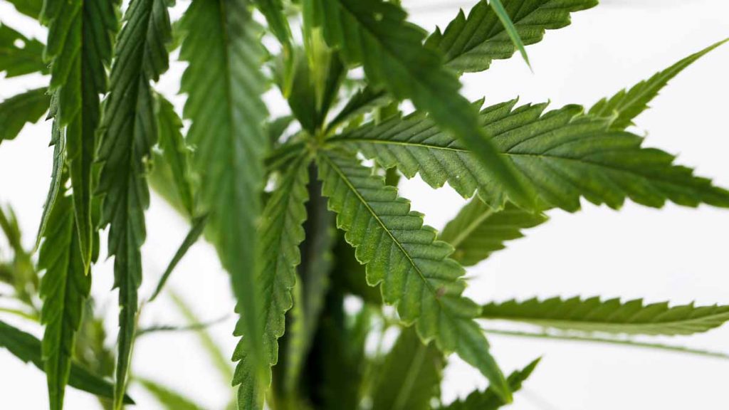 weed stocks