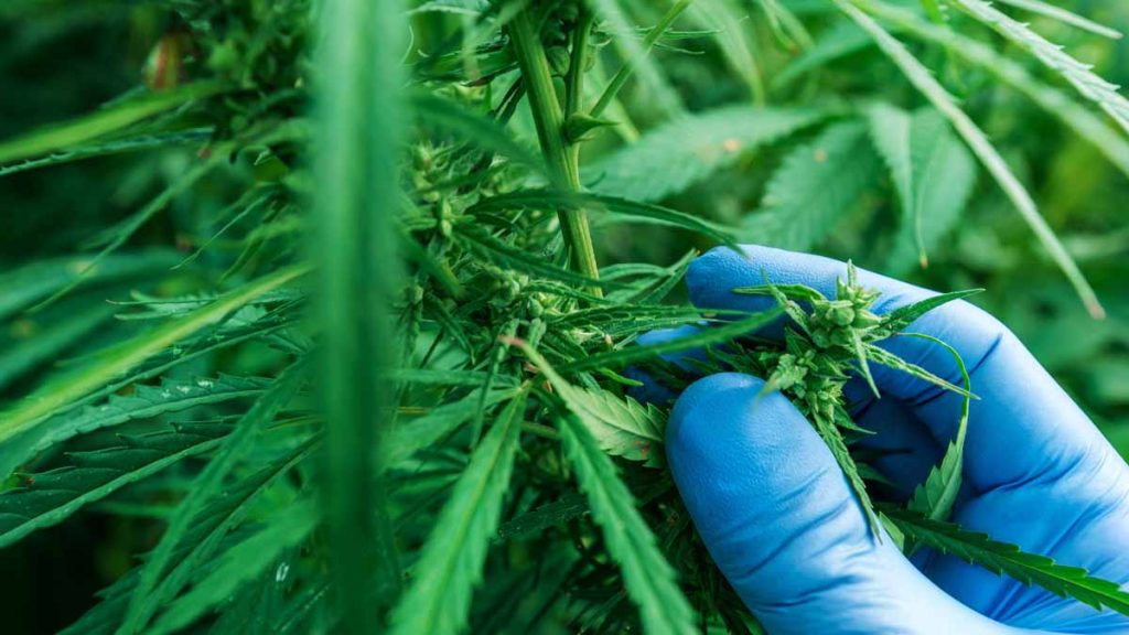 good stocks to buy right now (cannabis stocks)