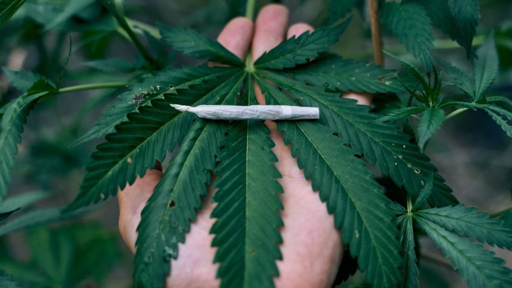 cannabis stocks