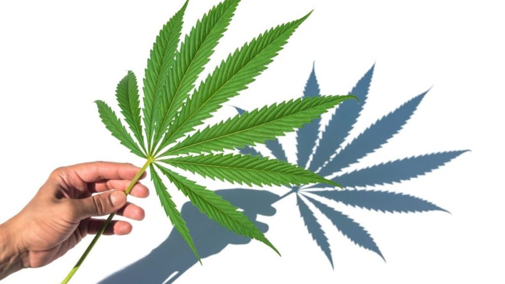 cannabis stocks